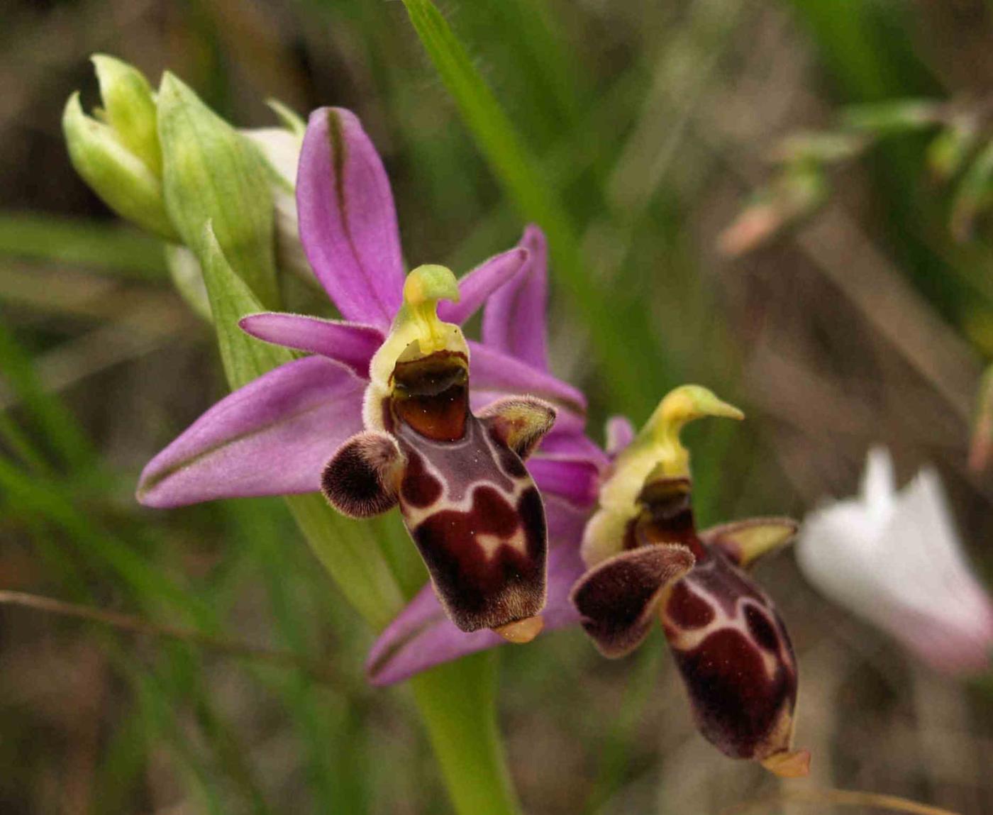 Orchid, Woodcock flower